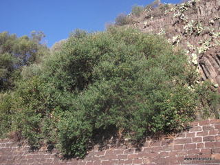 i Castello mega pillow-07-10-2012 08-14-24